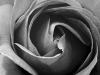 b and w rose